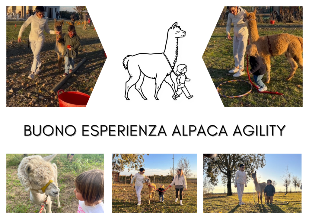 Buono per esperienza alpaca